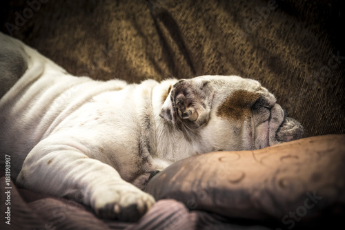 English bulldog dog sleeping on the sofa with its wrinkles characteristics
