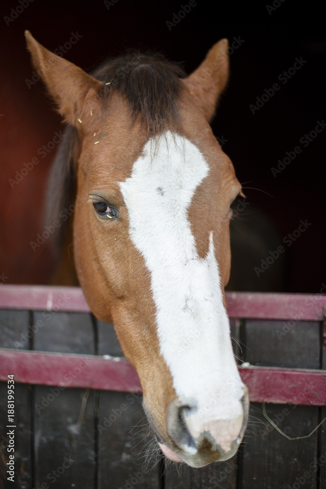 Naklejka premium horse portrait in his box