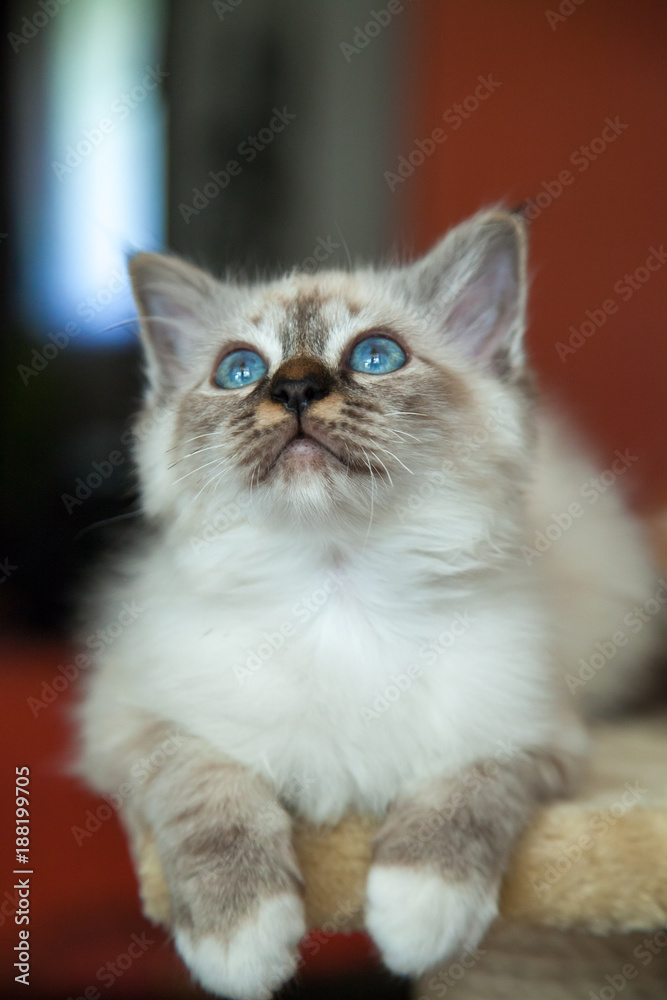Portrait of white long hair birman cat with blue eyes.