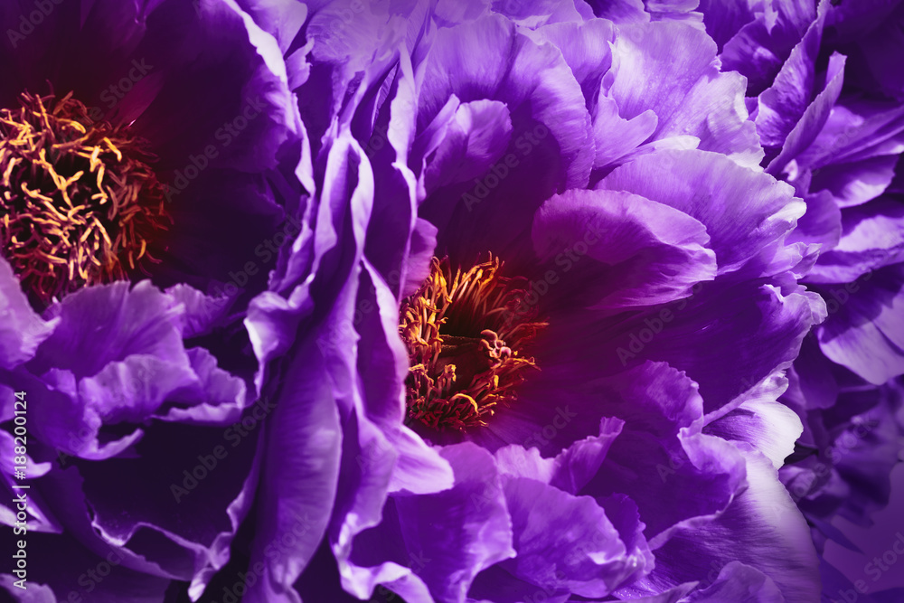 Fototapeta Dark mystic flowers - Ultra Violet - Kolor roku 2018