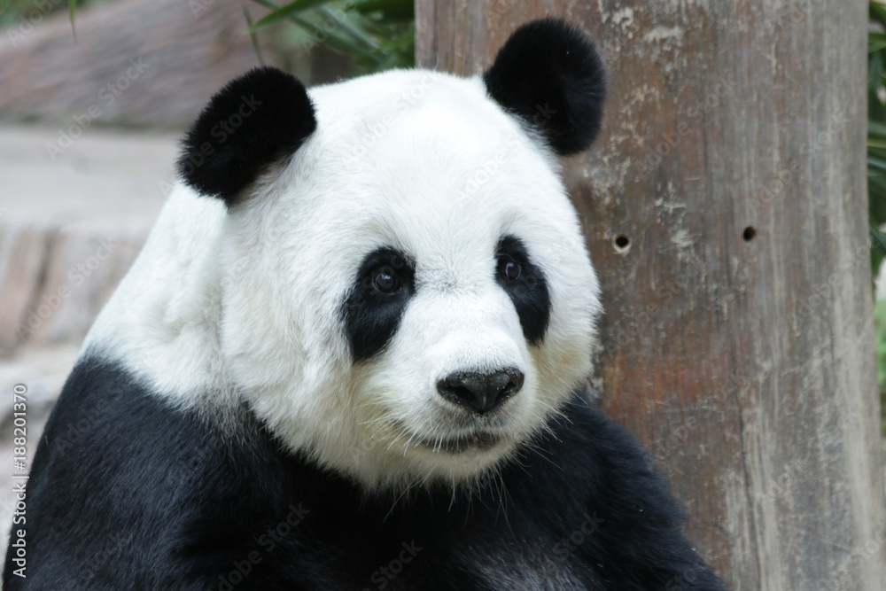 Giant Panda in Thailand Giant Panda in Thailand