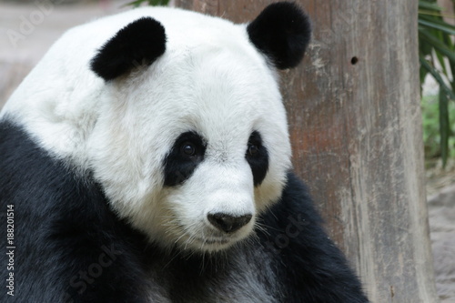 Fototapeta Naklejka Na Ścianę i Meble -  Giant Panda in Thailand
