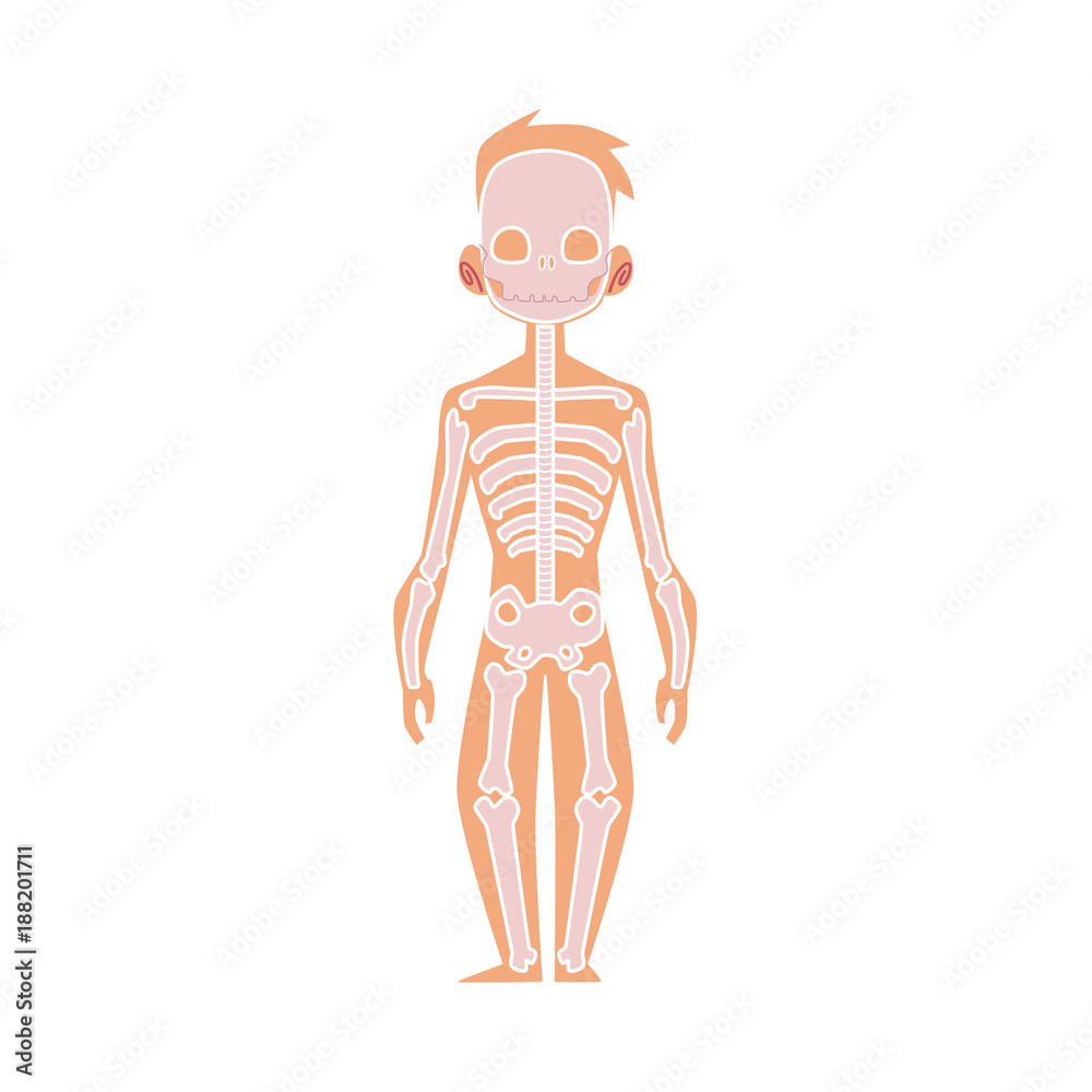 Vector flat structure of the human body, anatomy - male bones, human skeleton. Anatomical skeletal system, education, science design object. Isolated illustration, white background. Vector flat structure of the human body, anatomy - male bones, human skeleton. Anatomical skeletal system, education, science design object. Isolated illustration, white background.
