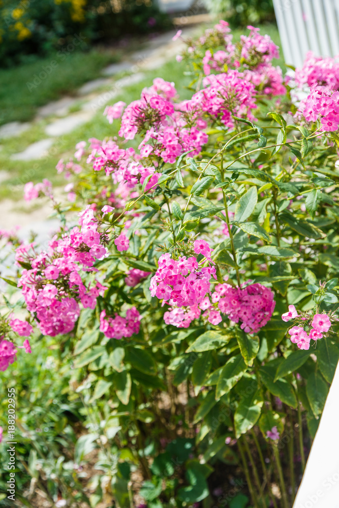 Obraz premium Pink flowers near the white fence