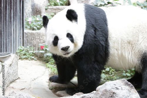 Fototapeta Naklejka Na Ścianę i Meble -  Giant Panda in Thailand