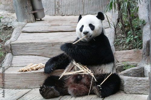 Fototapeta Naklejka Na Ścianę i Meble -  Male Giant Panda in Thailand