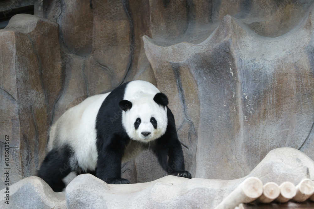 Obraz premium Female Giant Panda in Thailand
