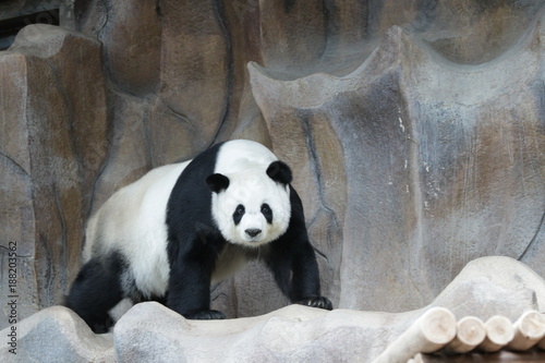 Fototapeta Naklejka Na Ścianę i Meble -  Female Giant Panda in Thailand