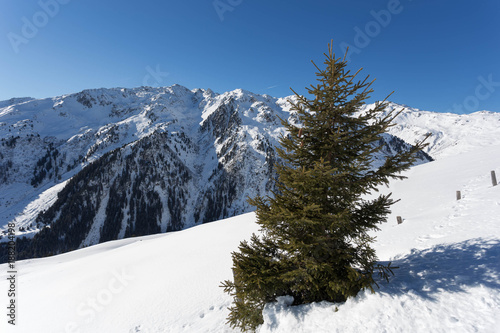 Wintery wonderland with sunshine and forrest © fotorath