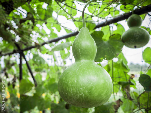 Photos the Green calabash