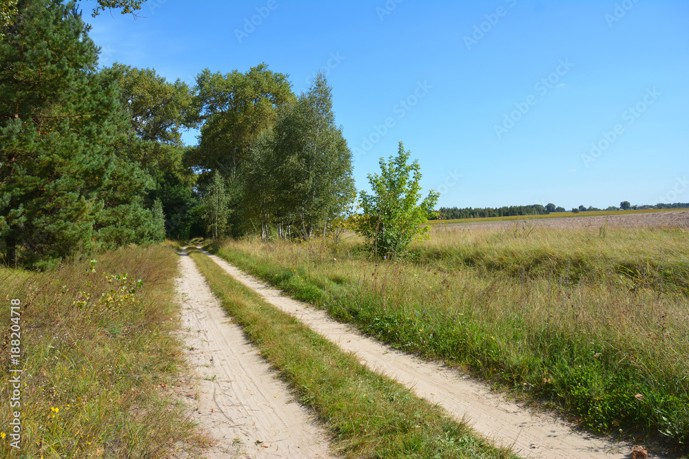 Countryside Road with pine trees and field.