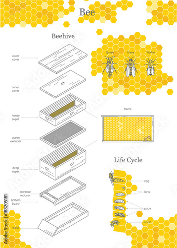 Beehive illustration, bee. Big infographic print