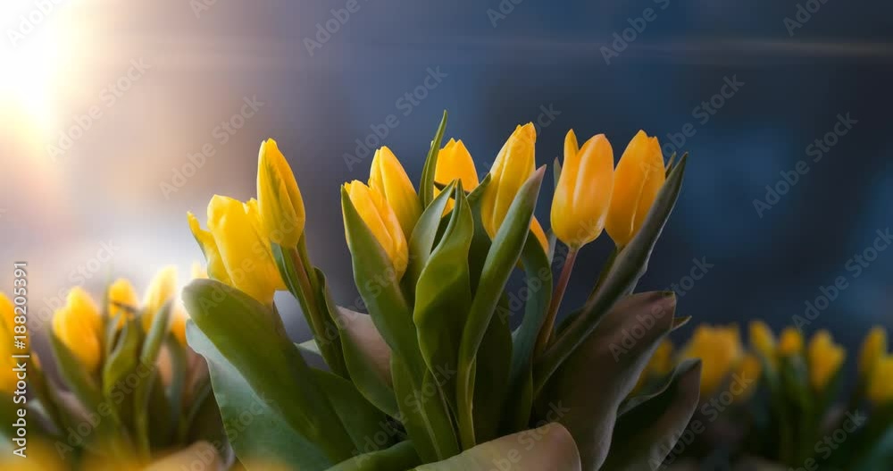 Gelbe Tulpen blühen auf im Zeitraffer