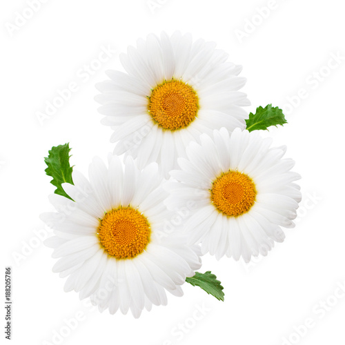 Daisy composition isolated on white background as package design element.