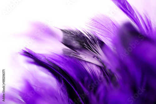 Closeup purple feather ,Multicolored feathers ,background texture, abstract © keatikun