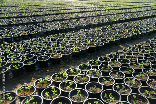 a young tree growing in a black plastic pot in rows