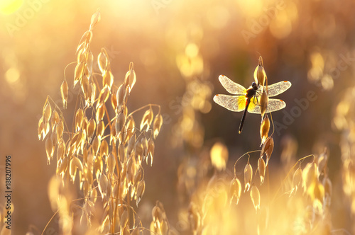 Colorful summer scene with dragonfly on oats at sunset