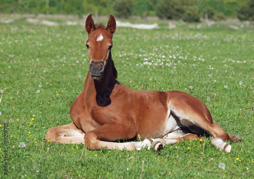 The chestnut foal has a rest on a green lawn 