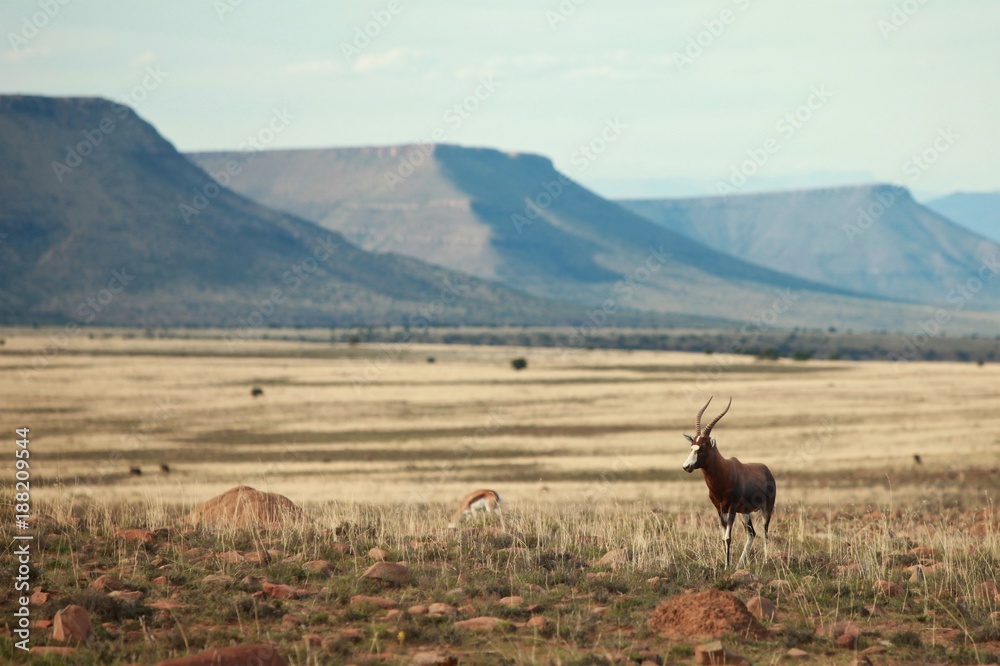 Animals of Mountain Zebra National Parks (South Africa) Animals of Mountain Zebra National Parks (South Africa)