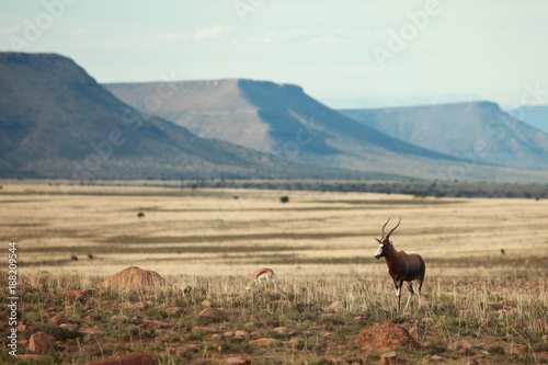 Animals of Mountain Zebra National Parks (South Africa)