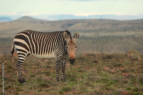 Fototapeta Naklejka Na Ścianę i Meble -  Animals of Mountain Zebra National Parks (South Africa)