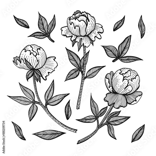 Vector floral set with peony buds. Collection contour buds, leaves peonies. Drawn in the style of engraving.