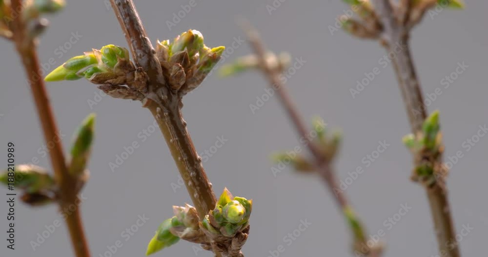 Zeitraffer forsythie makro fängt zu blühen an Zeitraffer forsythie makro fängt zu blühen an