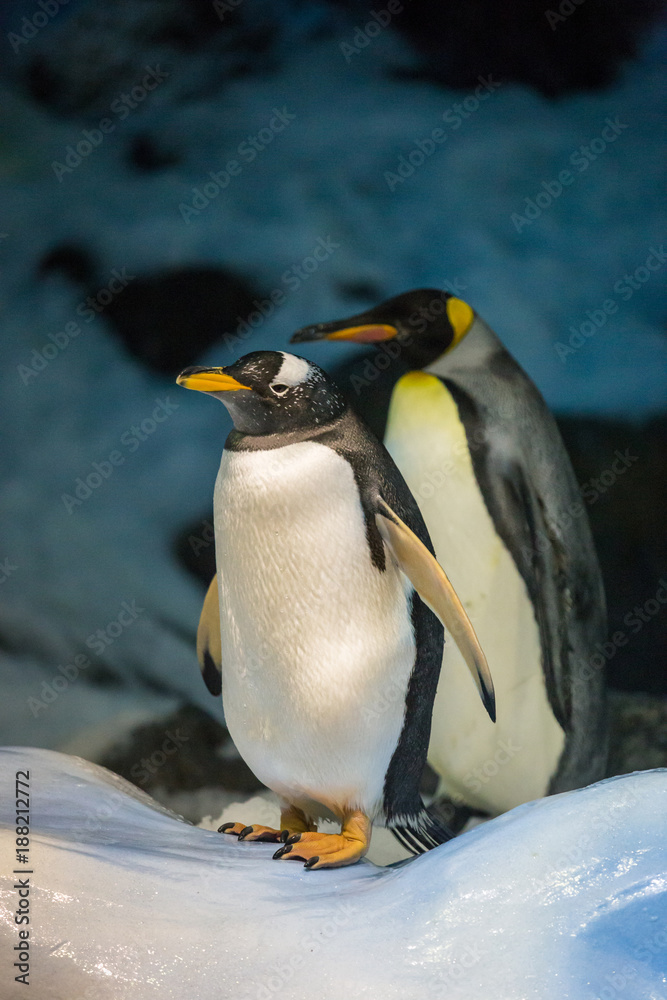 Obraz premium Gentoo Penguin and King Penguin standing on Ice and Snow in fornt of Stones and Ice.
