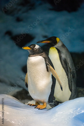 Gentoo Penguin and King Penguin standing on Ice and Snow in fornt of Stones and Ice.