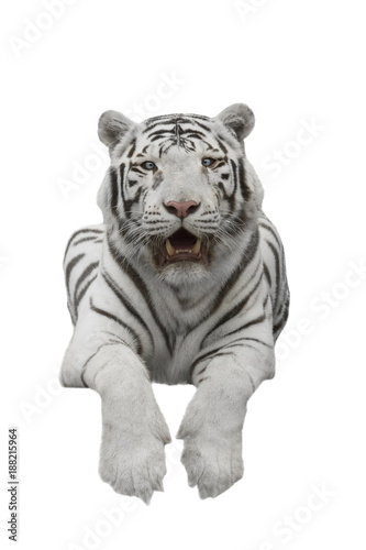 Panthera tiger