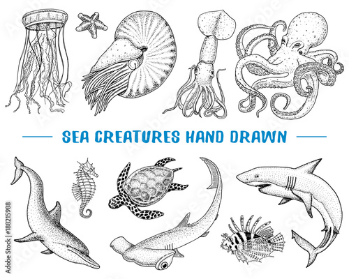 Seafood or sea creature nautilus pompilius, jellyfish and starfish. octopus and squid, calamari. engraved hand drawn in old sketch, vintage style. nautical or marine. animals in the ocean.