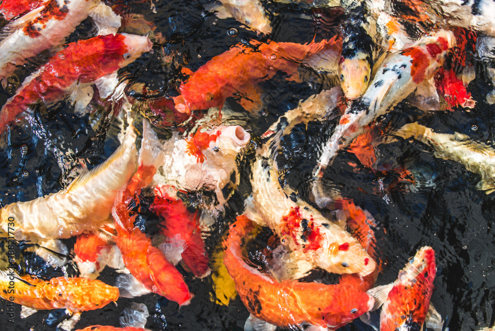 Fancy Carps Fish swim in underwater Fancy Carps Fish swim in underwater