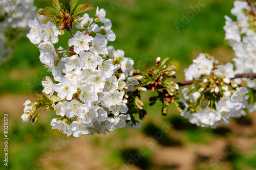 Kirschblüten im Dtail photo