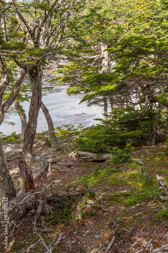 Coast trail in Tierra del Fuego National Park