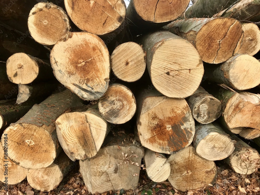 Wald roden - Baumstamm fällen für Verarbeitung von Holz Wald roden - Baumstamm fällen für Verarbeitung von Holz