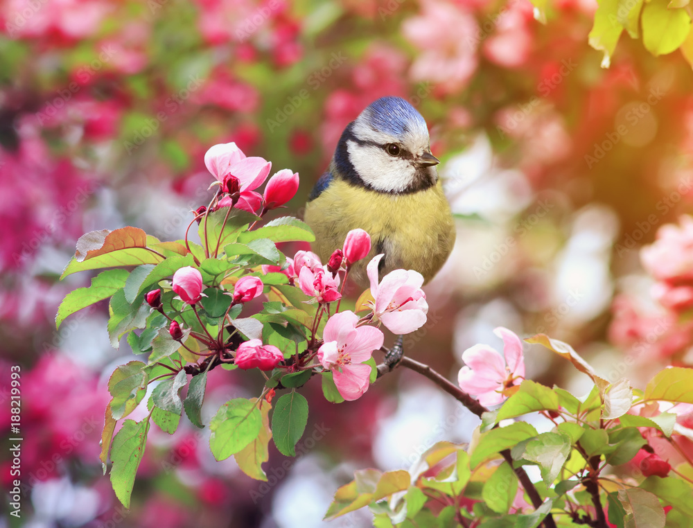 Fototapeta premium bird titmouse sitting in the garden among the flowering branches of pink cherry blossom in spring