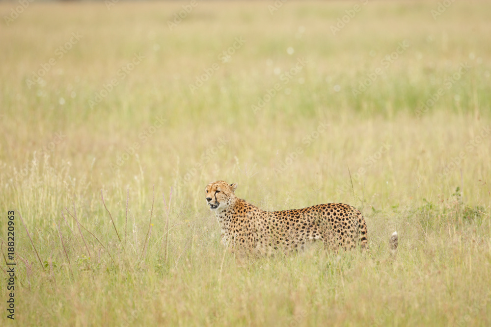 Cheetah Cheetah