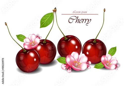 Cherry fruits with flowers Vector realistic detailed illustrations