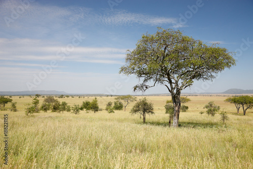 Serengeti photo