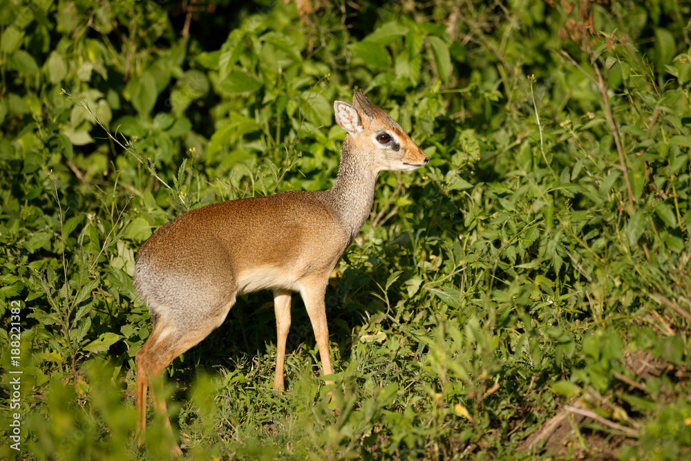 Kirk's Dik-Dik Kirk's Dik-Dik