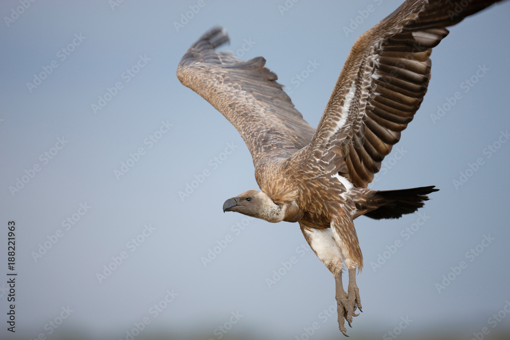 Obraz premium African White-backed vulture