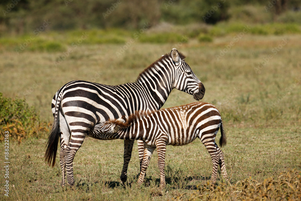 Obraz premium Nursing Zebra