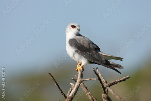 Black-shouldered Kite