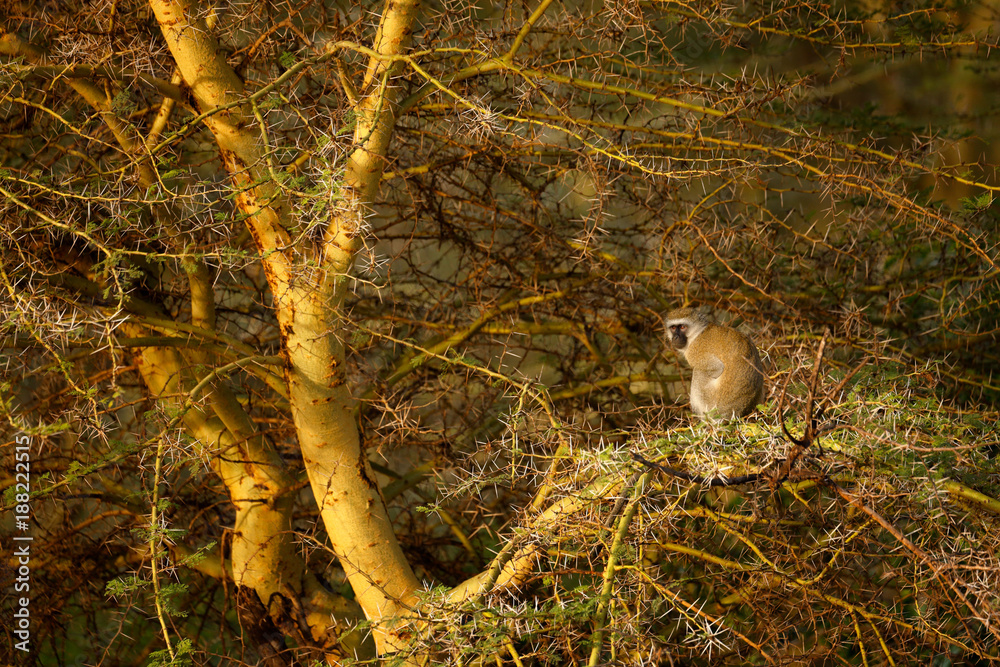 Obraz premium Vervet monkey