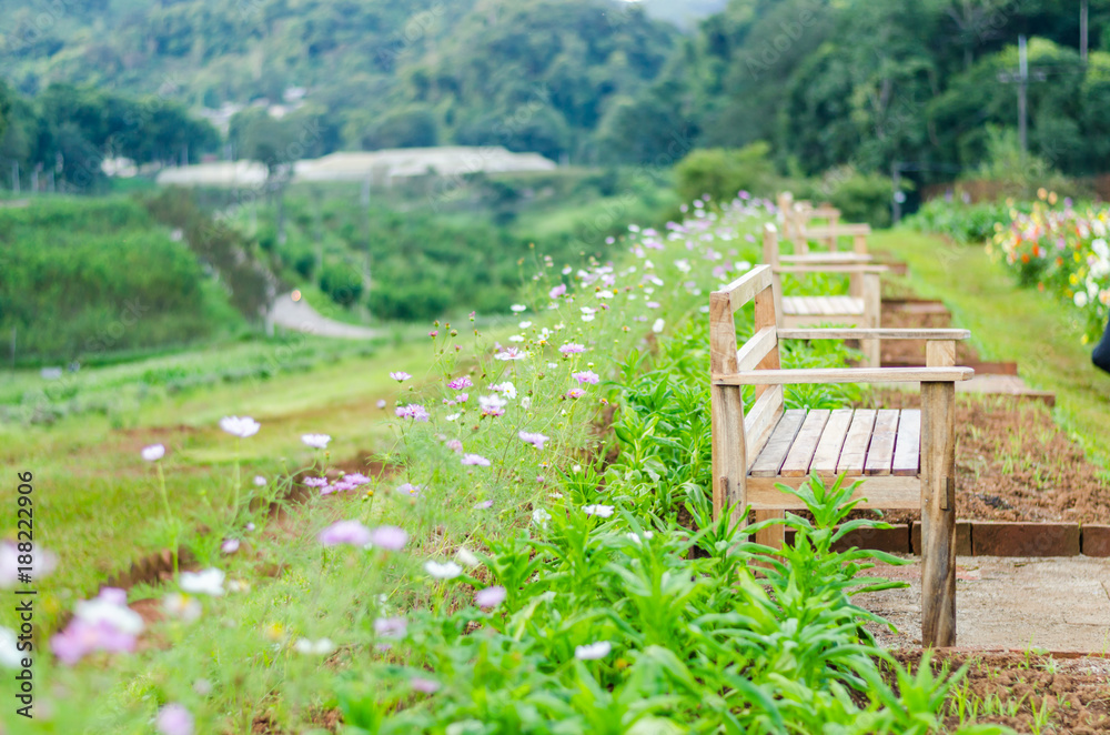 background of beautiful flower in garden background of beautiful flower in garden