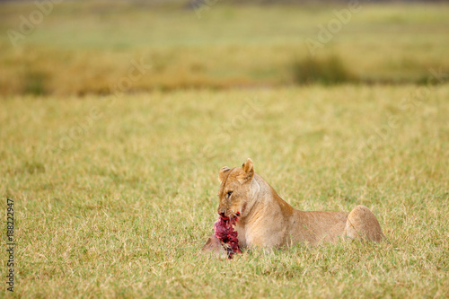 Canvas Print Lion Feeding