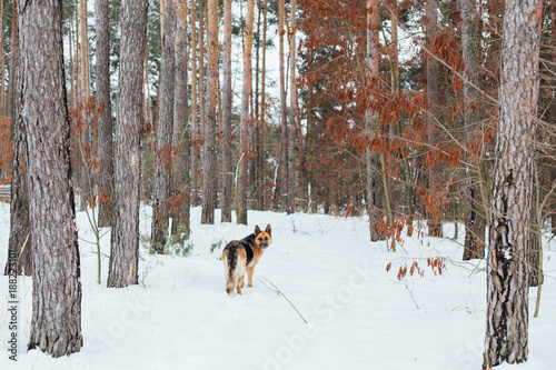 Beautiful german shepherd dog looks back at owner in winter cold forest with tall christmas trees. White and serene calm environment