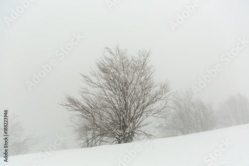 Landscape with a snow-covered and icy tree.