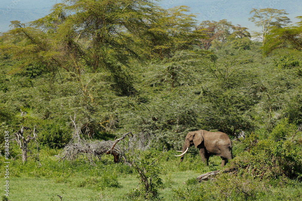 Fototapeta premium African Elephant