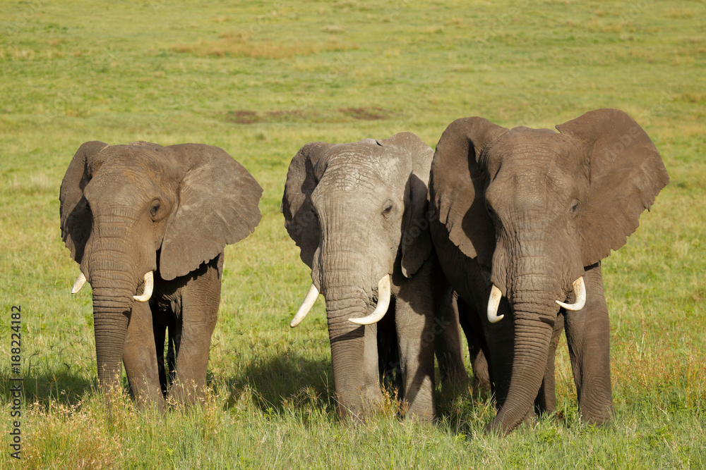 Fototapeta premium Three Elephants